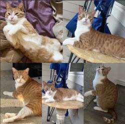 Lost Male Cat last seen Tamarron community, Cross Creak, Grand Meadow, Fulshear, TX 77423