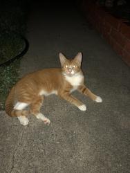 Found/Stray Male Cat last seen Morningside elementary school, Garden Grove, CA 92843