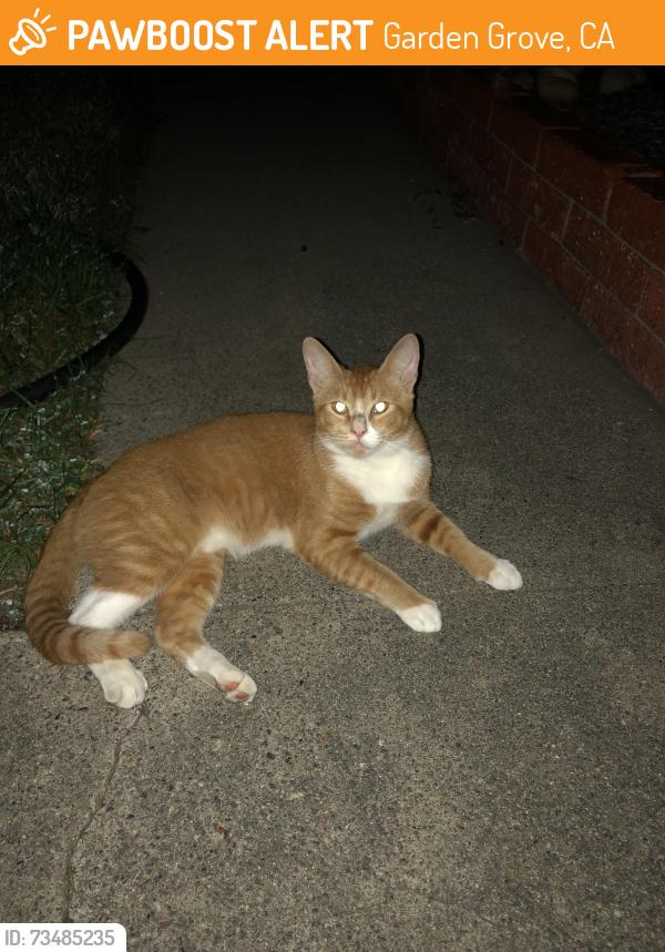 Found/Stray Male Cat last seen Morningside elementary school, Garden Grove, CA 92843
