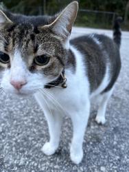 Found/Stray Unknown Cat last seen South seventh st and Poe ave spring lake nc, Spring Lake, NC 28390
