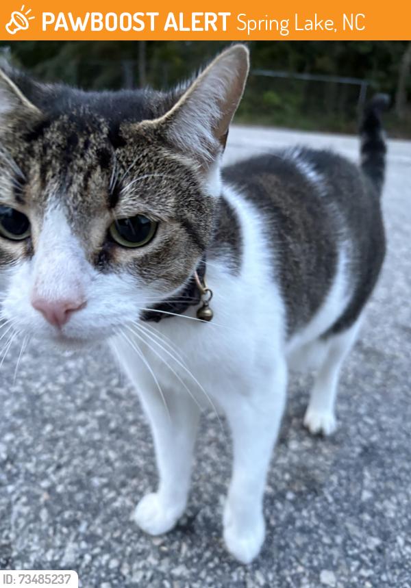 Found/Stray Unknown Cat last seen South seventh st and Poe ave spring lake nc, Spring Lake, NC 28390