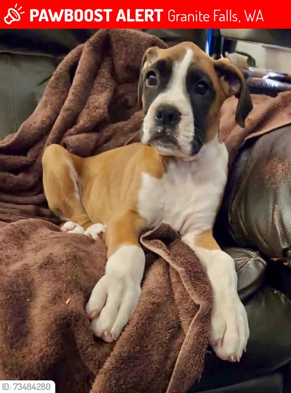 Lost Female Dog last seen 226th Ave NE and Mountian Loop Highway, Granite Falls, WA 98252