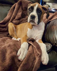 Lost Female Dog last seen 226th Ave NE and Mountian Loop Highway, Granite Falls, WA 98252
