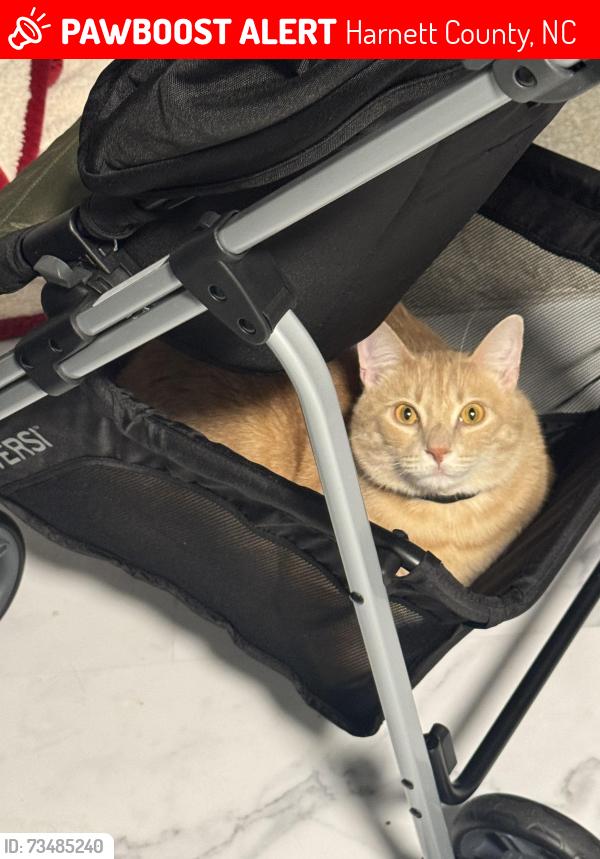 Lost Male Cat last seen Jack Harris, Harnett Fire Del, Harnett County, NC 28390