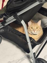 Lost Male Cat last seen Jack Harris, Harnett Fire Del, Harnett County, NC 28390