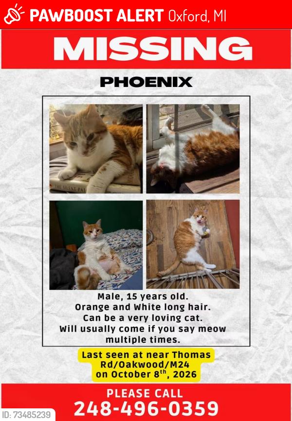 Lost Male Cat last seen Thomas Rd/Oakwood/M24, Oxford, MI 48371