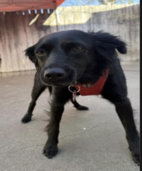 Lost Female Dog last seen Highway 82 & Willits Lane⁠, Basalt, CO 81621