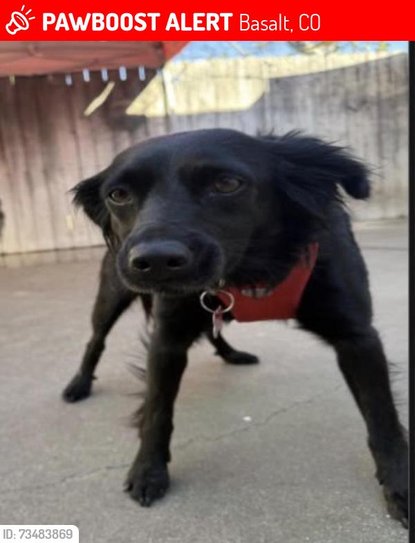 Lost Female Dog last seen Highway 82 & Willits Lane⁠, Basalt, CO 81621