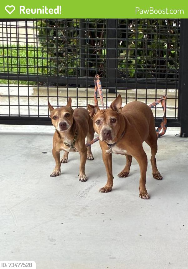 Reunited Female Dog last seen Near Hialeah dr E 6th Ave, Hialeah, FL 33010