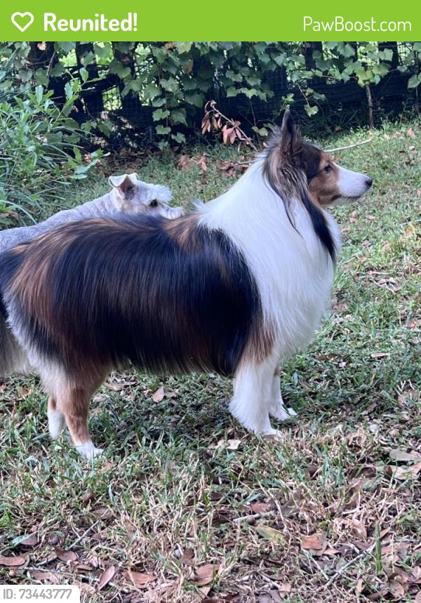 Reunited Female Dog last seen Near Fairview Court Eustis Florida, Eustis, FL 32726