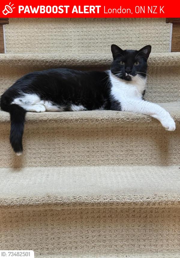 Lost Male Cat last seen Pond View, Pond Mills, London, ON N5Z 4K4
