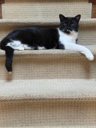 Lost Male Cat last seen Pond View, Pond Mills, London, ON N5Z 4K4