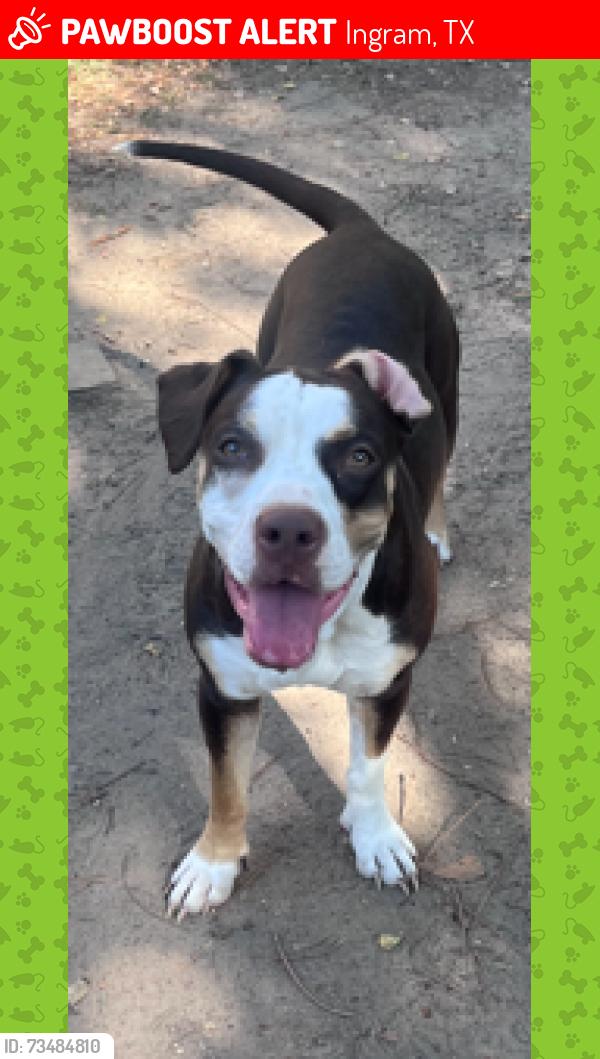 Lost Female Dog last seen FM 479, Ingram, TX 78025