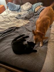 Reunited Male Cat last seen Chamberlyne Farms, Chamberlayne, VA 23227