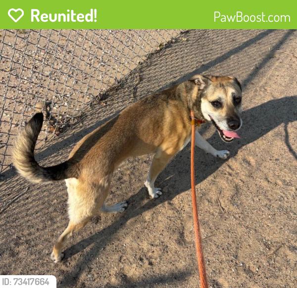 Reunited Female Dog last seen ABQ Westside Animal Shelter, 11800 Sunset Gardens SW, Albuquerque, NM 87121