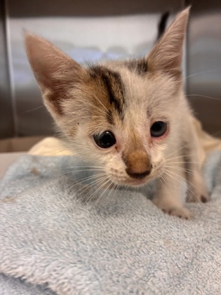 Shelter Stray Male Cat last seen 48th Ave, IRC AC, FL, 6230 77th St, Vero Beach, FL 32967, USA