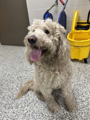 Shelter Stray Male Dog last seen Springfield, VA, 22152, Bauer Dr & Bauer Cir, Fairfax County, VA, 4500 West Ox Rd, Fairfax, VA 22030, USA