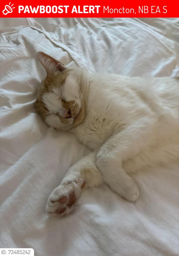 Lost Male Cat last seen Lewisville area off Shediac Rd, Moncton, NB E1A 2S8