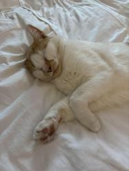Lost Male Cat last seen Lewisville area off Shediac Rd, Moncton, NB E1A 2S8