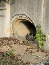 Found/Stray Unknown Cat last seen Middlebury dr, Murfreesboro, TN 37128