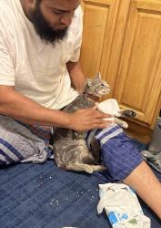 Lost Male Cat last seen Near Wayne Ave or near around, Paterson, NJ 07522