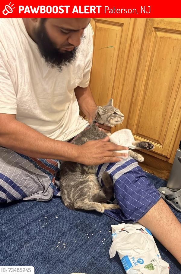 Lost Male Cat last seen Near Wayne Ave or near around, Paterson, NJ 07522