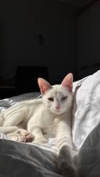 Lost Male Cat last seen Avenida padre José Maria de man, Monte Castelo, MG 32285-195
