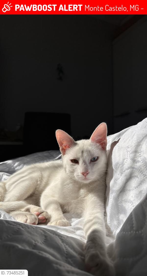 Lost Male Cat last seen Avenida padre José Maria de man, Monte Castelo, MG 32285-195
