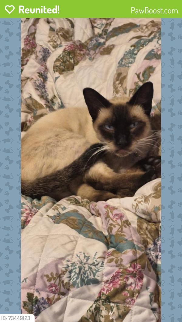 Reunited Male Cat last seen HEMLOCK, Oxnard, CA 93035