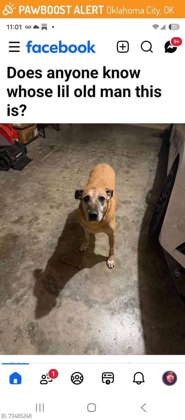 Found/Stray Male Dog last seen Off if 29th and Morgan Road Thornberry Place Neighborhood, Oklahoma City, OK 73099