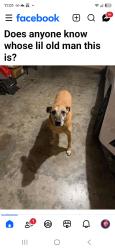 Found/Stray Male Dog last seen Off if 29th and Morgan Road Thornberry Place Neighborhood, Oklahoma City, OK 73099