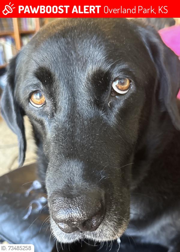 Lost Female Dog last seen Shannon Valley headed south from College Blvd - limping, Overland Park, KS 66210