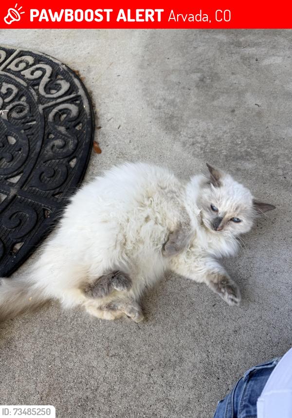 Lost Female Cat last seen 69th and Saulsbury, Arvada, CO 80003