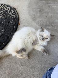 Lost Female Cat last seen 69th and Saulsbury, Arvada, CO 80003