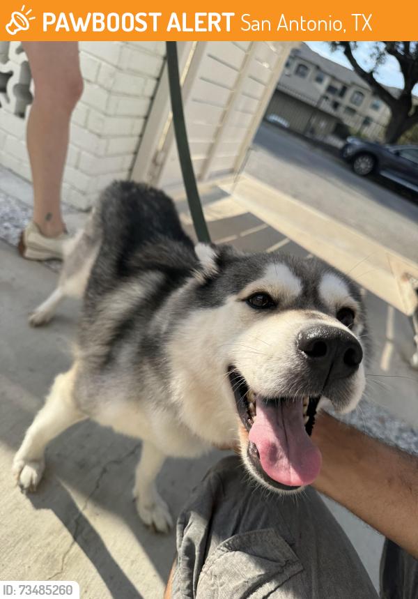 Found/Stray Female Dog last seen Broadway and mulberry ave, San Antonio, TX 78209