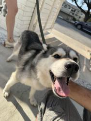 Found/Stray Female Dog last seen Broadway and mulberry ave, San Antonio, TX 78209