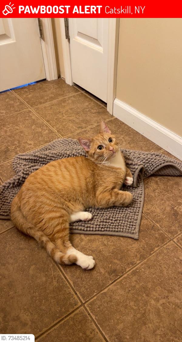 Lost Male Cat last seen Route 23, Prime Deli Palenville andRoute 23A Story's Corners Catskill, Catskill, NY 12414