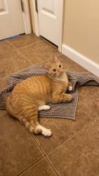 Lost Male Cat last seen Route 23, Prime Deli Palenville andRoute 23A Story's Corners Catskill, Catskill, NY 12414