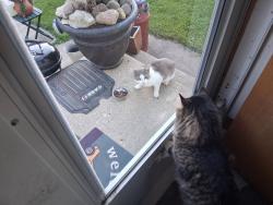 Found/Stray Male Cat last seen Woods Rd Genesse Wi, Genesee, WI 53189