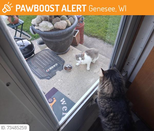 Found/Stray Male Cat last seen Woods Rd Genesse Wi, Genesee, WI 53189