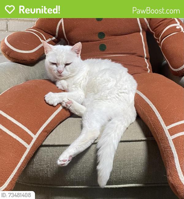 Reunited Female Cat last seen Shannon Lee Street 78216, San Antonio, TX 78216