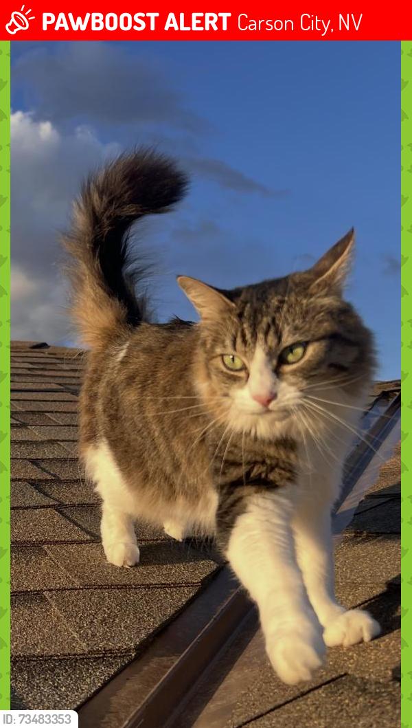 Lost Female Cat last seen Jett Way / Lehmann Drive, Carson City, NV 89706