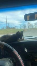 Lost Male Cat last seen Near steel hill Rd Mount Morris PA, Mount Morris, PA 15349