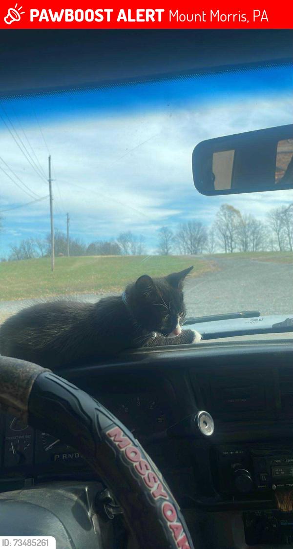 Lost Male Cat last seen Near steel hill Rd Mount Morris PA, Mount Morris, PA 15349