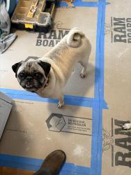 Reunited Male Dog last seen Grafton and Hamilton streets, Worcester, MA 01604