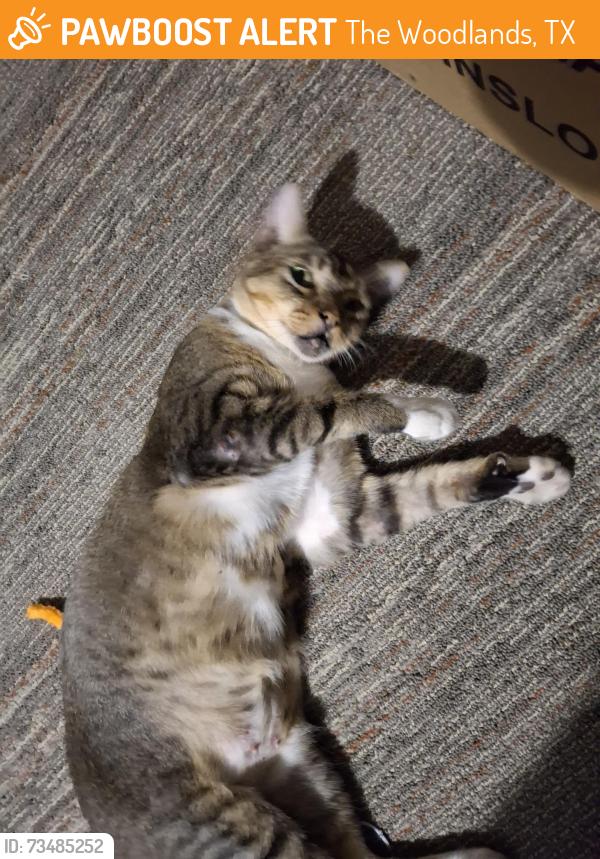 Found/Stray Male Cat last seen sawdust, The Woodlands, TX 77380