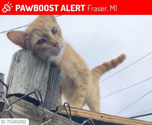 Lost Male Cat last seen Kelly and Masonic, Fraser Michigan, Fraser, MI 48026