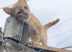 Lost Male Cat last seen Kelly and Masonic, Fraser Michigan, Fraser, MI 48026