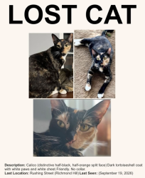 Lost Female Cat last seen Rushing street and Ford avenue, Richmond Hill, GA 31324