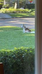 Found/Stray Unknown Dog last seen Gail reeves park, Houston, TX 77096